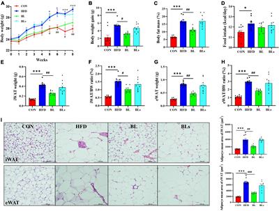 Brevibacillus laterosporus BL1, a promising probiotic, prevents obesity and modulates gut microbiota in mice fed a high-fat diet